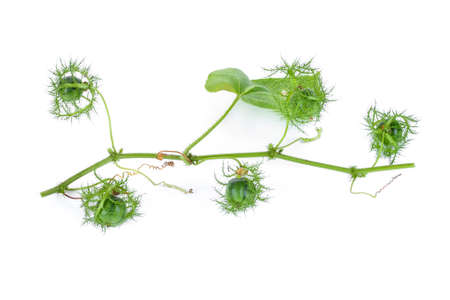 jul act fruit isolated on white backgroundの写真素材