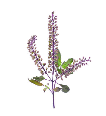fresh purple sweet basil flower isolated on a white backgroundの写真素材