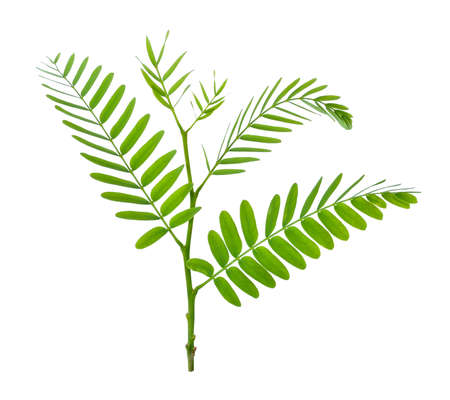 Tamarind leaves isolated on white backgroundの写真素材