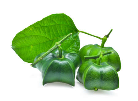 Plukenetia volubilis, sacha inchi, sacha peanut isolated on white background.の写真素材