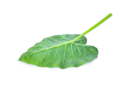 green caladium leaf isolated on white backgroundの写真素材
