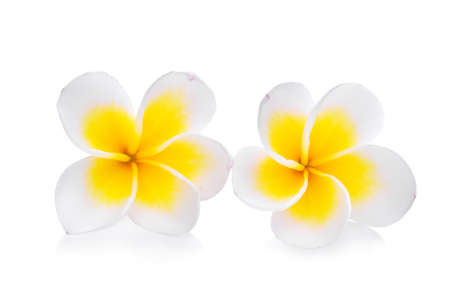 white frangipani isolated on white backgroundの写真素材
