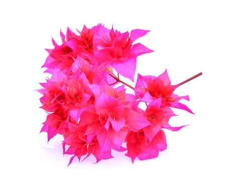red  Bougainvillea flower isolated on white background