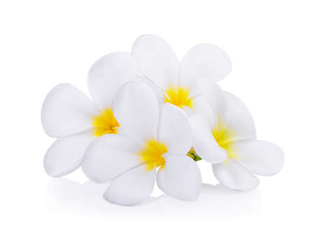 white frangipani (plumeria) flower isolated on white backgroundの写真素材