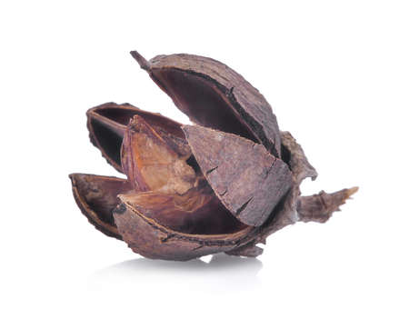 Lagerstroemia floribunda pods isolated on white background