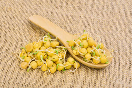 snow pea sprouts in wooden spoon on rustic fabric background