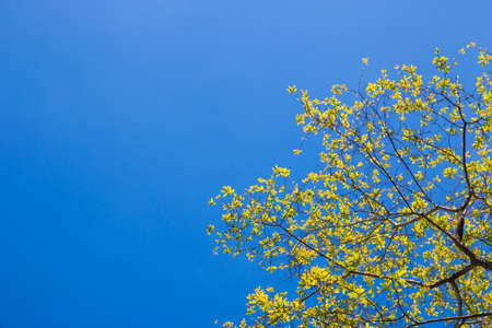 yellow flower in blue sky with copy space for backgroundの写真素材