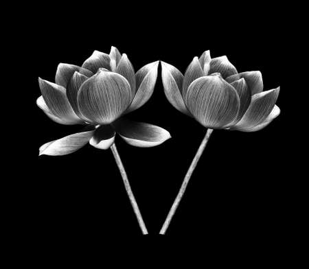 black and white lotus petal flower isolated on white backgroundの写真素材