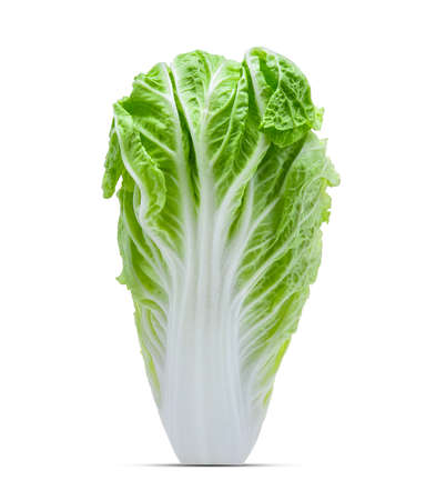fresh chinese cabbage isolated on a white backgroundの写真素材