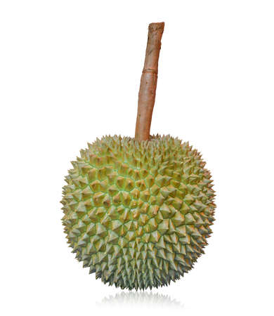 long stem or kan yao durian (Thai name) king of fruits, tropical fruit isolated on white backgroundの写真素材