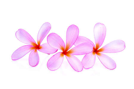 pink frangipani or plumeria (tropical flowers) isolated on white backgroundの写真素材