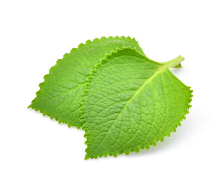 Green Leaves (Country Borage,Indian Borage,Coleus amboinicus Lour( Plectranthus amboinicus (Lour.))...