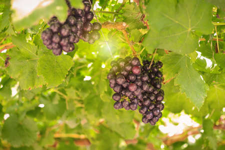 ripe red grapes in the vineyard with sun light, image of agriculture or nature background