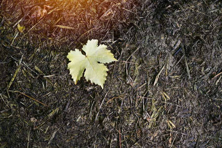 fallen grape leaves on the wet ground,hope conception or growth conception and other backgroundの写真素材