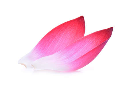 closeup of pink lotus petal or water lily isolated on white backgroundの写真素材
