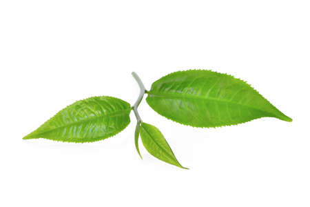 green tea leaf ilsolated on white backgroundの写真素材