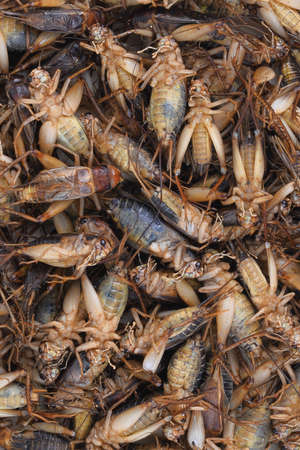 dead cricket (gryllus) tropical insects for abstract or backgroundの写真素材