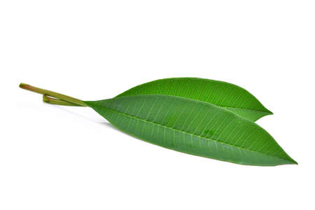 green frangipani leaf isolated on white backgroundの写真素材