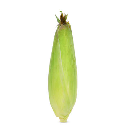 single fresh raw corn cob isolated on white backgroundの写真素材
