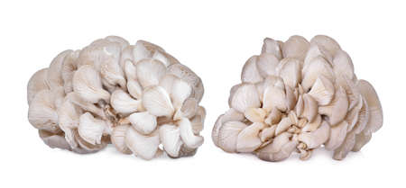 white oyster mushroom isolated on white backgroundの写真素材