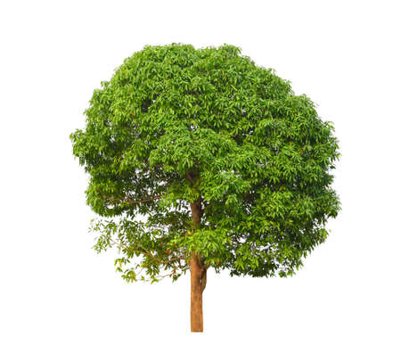 mango tree isolated on white backgroundの写真素材
