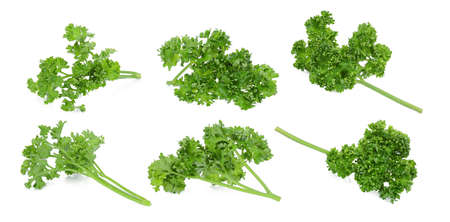 set of parsley isolated on a white backgroundの写真素材