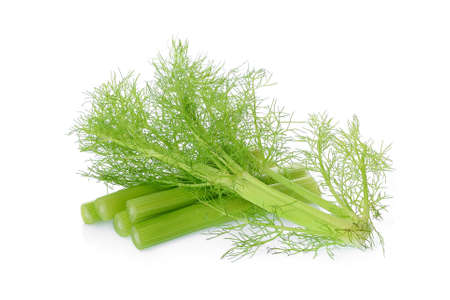 fresh fennel vegetable isolated on white backgroundの写真素材
