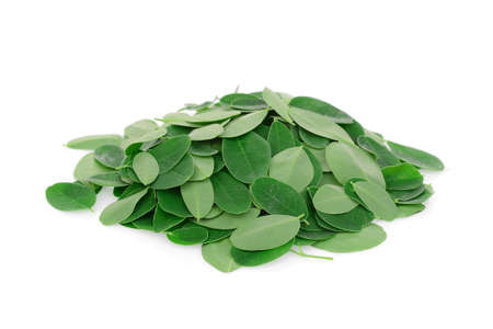 moringa leaves isolated on white backgroundの写真素材