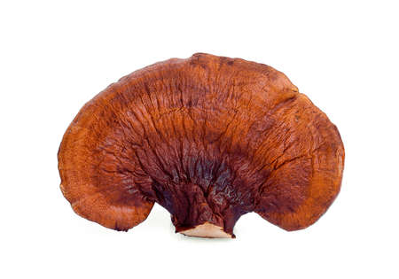 lingzhi mushroom isolated on white background