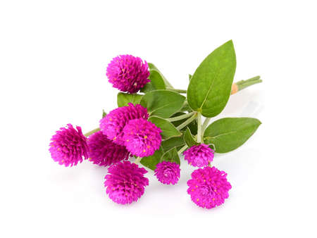 globe amaranth flower isolated on white background