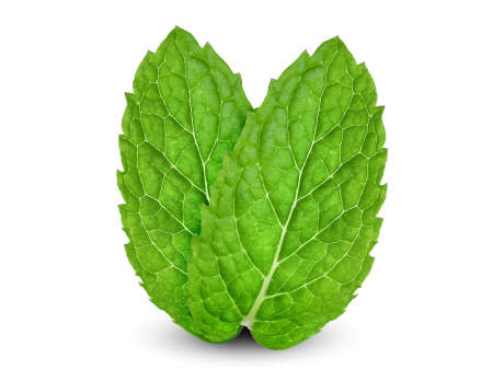 two fresh mint leaf isolated on white background