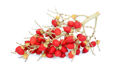 ripe betel nut fruit isolated on white backgroundの写真素材