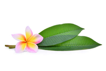 frangipani tropical flower, plumeria, Lanthom, Leelawadee flower with green leaves isolated white backgroundの写真素材