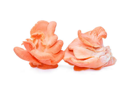 pink oyster mushroom isolated on white backgroundの写真素材