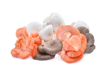 white and pink oyster mushroom isolated on white background