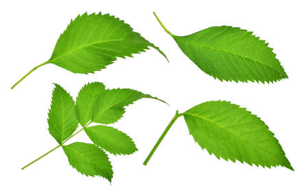 green leaf isolated on white background