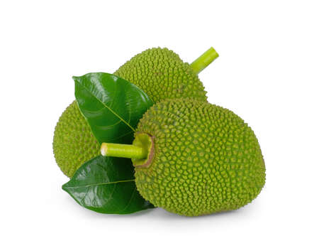 raw jackfruit with leaf isolated on white background