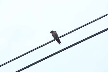 one bird hold center white backgroundの写真素材