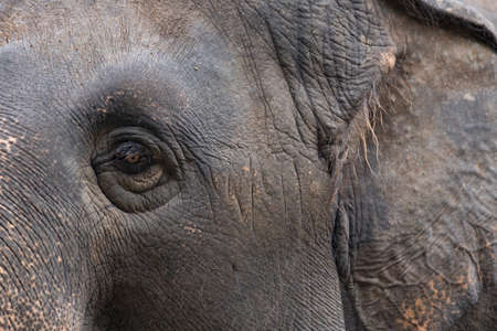 close up left eye and ear elephantの写真素材