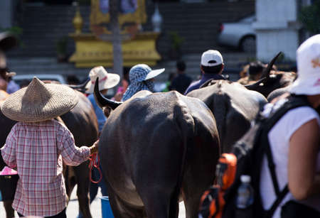 CHONBURI, THAILAND OCTOBER 18  Riders and their Buffalo in Buffalo Racing Festival in October 18, 2013 in Chonburi, Thailand のeditorial素材