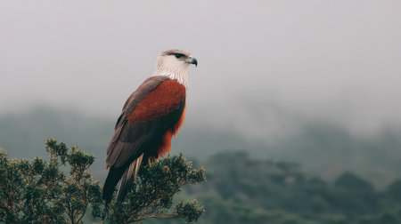A stunning image of a majestic eagle perched on a branch, set against a misty forest backdrop. This captivating wildlife photography emphasizes the serene beauty of nature, showcasing the elegance and power of avian creatures in their natural habitat.の素材