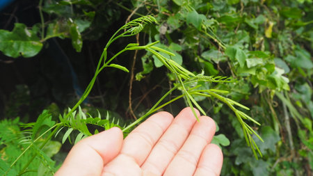 A hand holds a vibrant green plant with delicate leaves against a backdrop of lush foliage, illustrating the beauty and diversity of nature for organic concepts.の素材