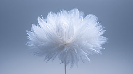 This image showcases an elegant white feather flower, characterized by its soft and delicate petals against a tranquil gray background. Ideal for artistic projects.の素材