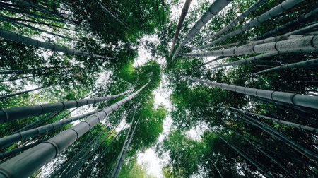 Experience the beauty of nature with a captivating view of towering bamboo stalks that stretch toward a clear sky, surrounded by lush foliage in a tranquil setting.の素材