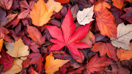 A striking red maple leaf stands out among a tapestry of fallen autumn leaves in various shades of orange, yellow, and brown, showcasing natureの素材