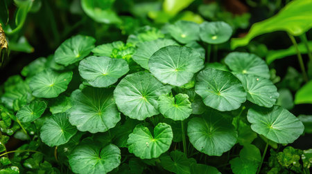 Explore the vibrant beauty of lush green leaves in a tropical garden setting, showcasing the intricate textures and organic details of nature's bounty.の素材