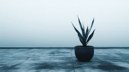 A minimalist image featuring a single indoor plant in a gray pot placed on a smooth surface, set against a foggy backdrop. The serene atmosphere invites tranquility and focus.の素材