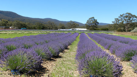 A stunning view of expansive lavender fields showcasing vibrant purple blooms under a clear blue sky, framed by distant mountains and lush greenery.の素材