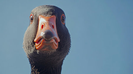 This stunning close-up captures a curious black goose with a vibrant orange bill, highlighting its expressive features against a clear blue sky.の素材