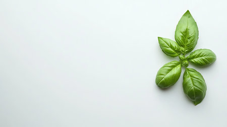 This image features a single cluster of fresh green basil leaves on a clean white background, ideal for culinary art, health-related content, or botanical designs.の素材